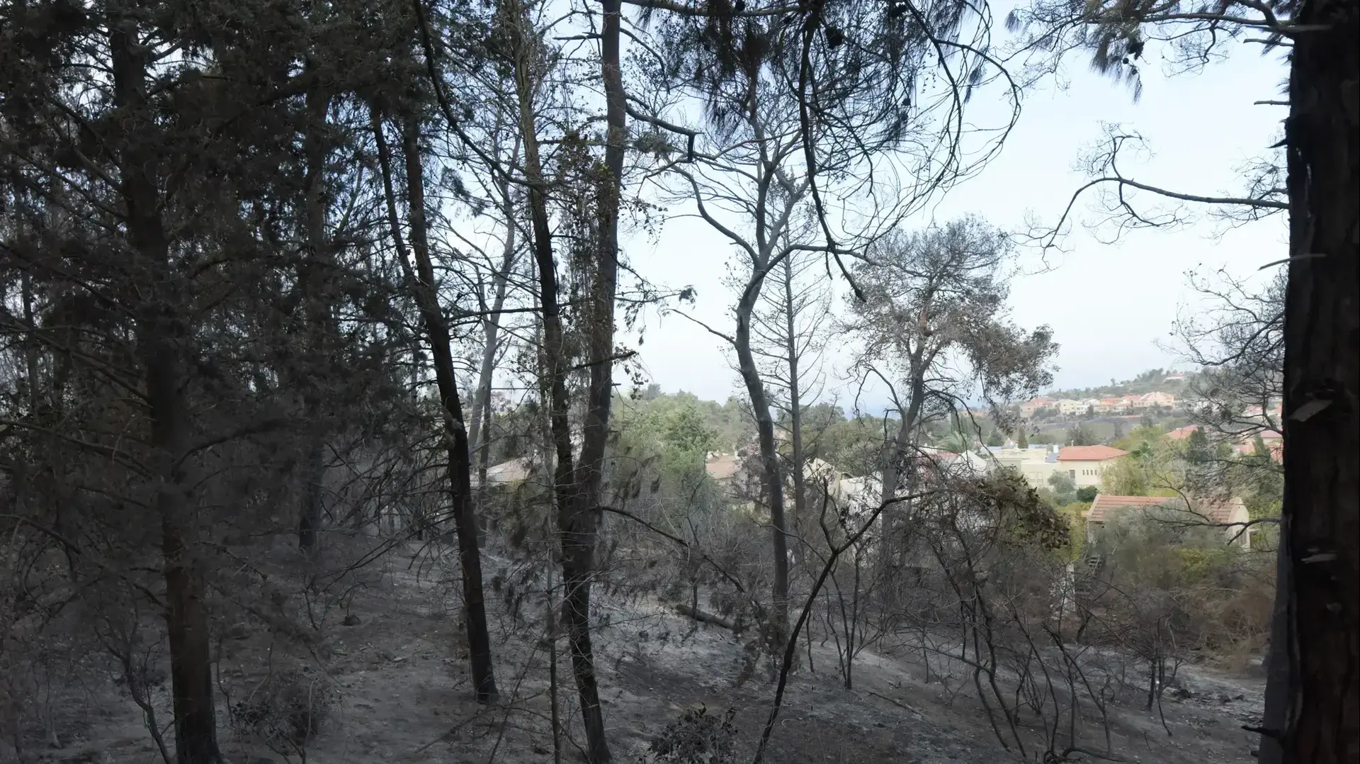 שריפה בזכרון יעקב. נובמבר 2016 שריפה בזכרון יעקב. נובמבר 2016