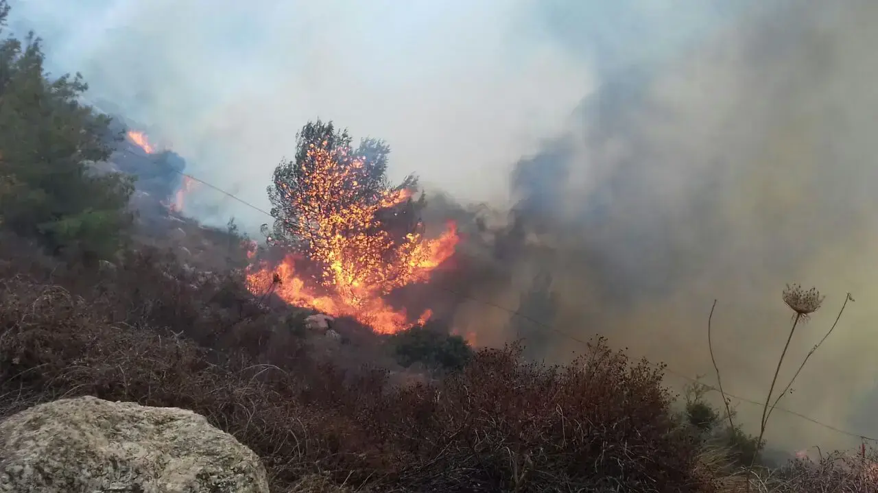 שריפה ביער נטף, ירושלים. נובמבר 2016 שריפה ביער נטף, ירושלים. נובמבר 2016