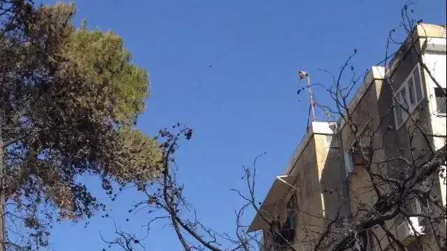 עבודות שיקום בעקבות השריפה לקראת הגשמים. חיפה, 28 בנובמבר 2016 עבודות שיקום בעקבות השריפה לקראת הגשמים. חיפה, 28 בנובמבר 2016