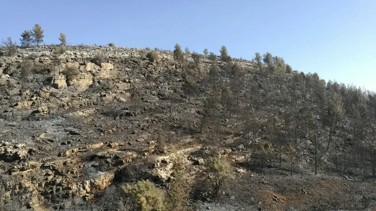 שמורת הטבע כפירה, סמוך לנטף בהרי ירושלים. 27 בנובמבר 2016 שמורת הטבע כפירה, סמוך לנטף בהרי ירושלים. 27 בנובמבר 2016