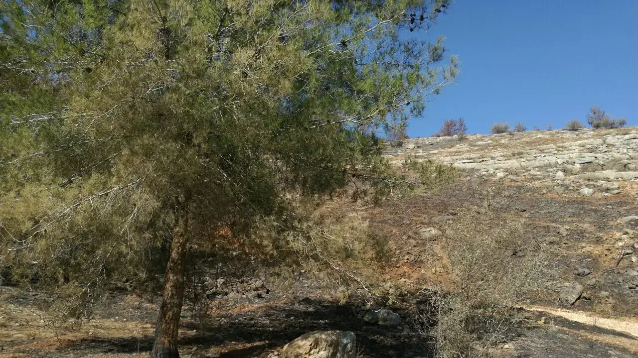 שמורת הטבע כפירה, סמוך לנטף בהרי ירושלים. 27 בנובמבר 2016 שמורת הטבע כפירה, סמוך לנטף בהרי ירושלים. 27 בנובמבר 2016