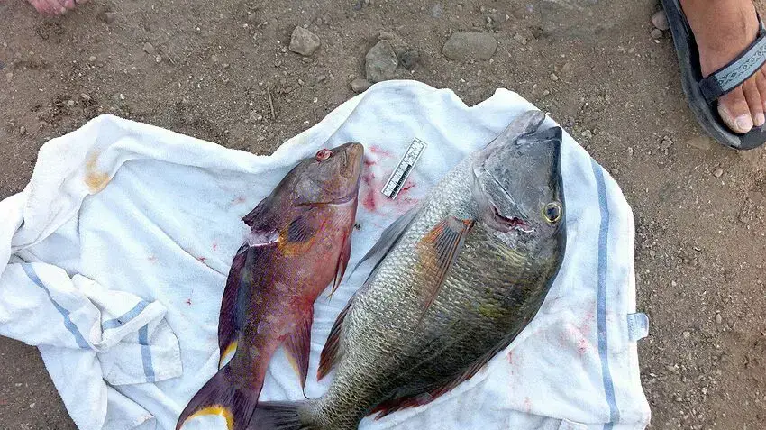 אדם קיבל קנס של 25 אלף שקל על דייג לא חוקי של שני דגים בשמורת האלמוגים באילת, 18 בדצמבר 2016