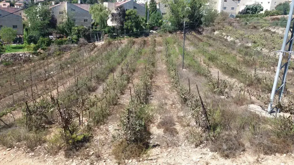 השתלטות על קרקעות פלסטיניות פרטיות, אפרת. דצמבר 2016 השתלטות על קרקעות פלסטיניות פרטיות, אפרת. דצמבר 2016