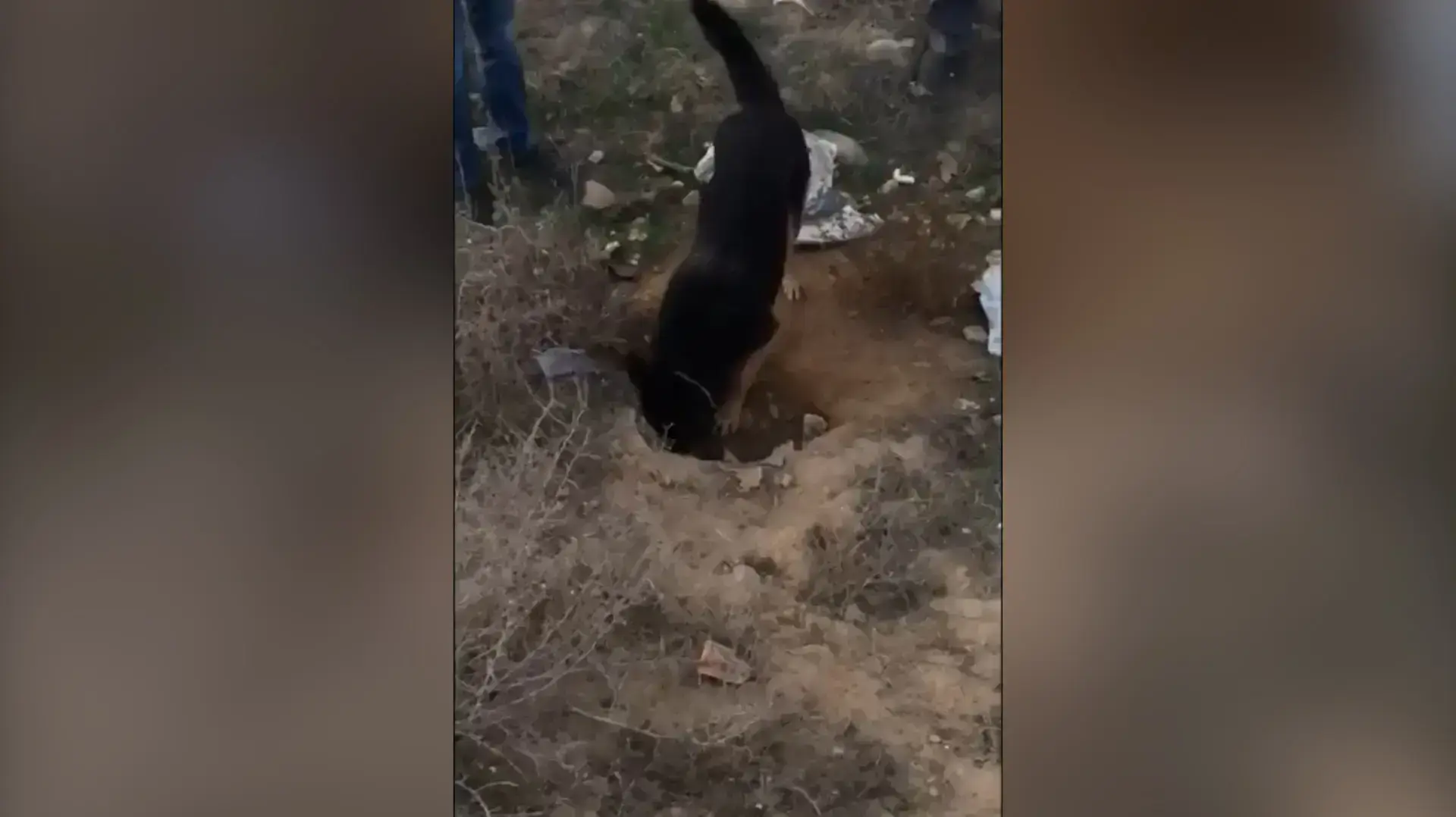 תיעוד: הכלבה המשטרתית "לולה" מסייעת לבלשים לאתר מצבור סמים בשווי של מעל מיליון ש"ח