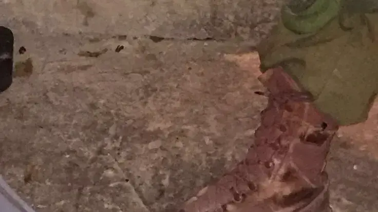 סכין שנמצאה ברשותו של מחבל שניסה לדקור חיילים במהלך פעילות צה"ל במחנה אל-פארעה שליד שכם, ינואר 2017