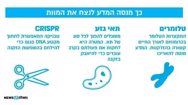 אינפו הארכת חיים אינפו הארכת חיים
