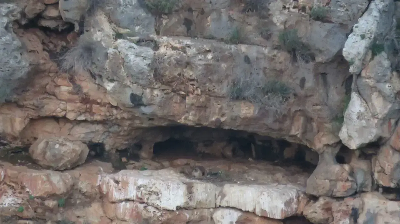 קינון נשרים בכרמל קינון נשרים בכרמל