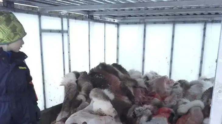 תלמידי יסודי מבקרים במשחטת איילים, הנינג, נורבגיה, ינואר 2017 תלמידי יסודי מבקרים במשחטת איילים, הנינג, נורבגיה, ינואר 2017