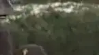 אלביס פרסלי עדיין חי? אלביס פרסלי עדיין חי?