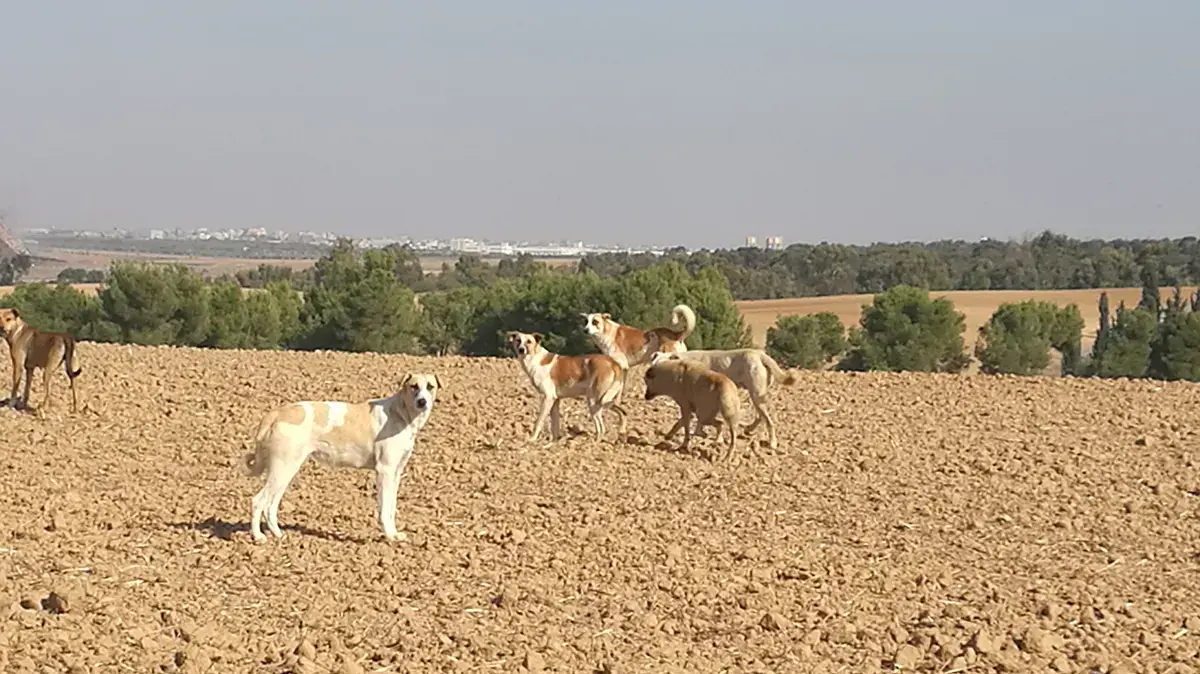 חמאס בונה בקרבת הגדר מוצבים, בתי מגורים צפופים, מפקדות ומסגדים. ינואר 2017 חמאס בונה בקרבת הגדר מוצבים, בתי מגורים צפופים, מפקדות ומסגדים. ינואר 2017