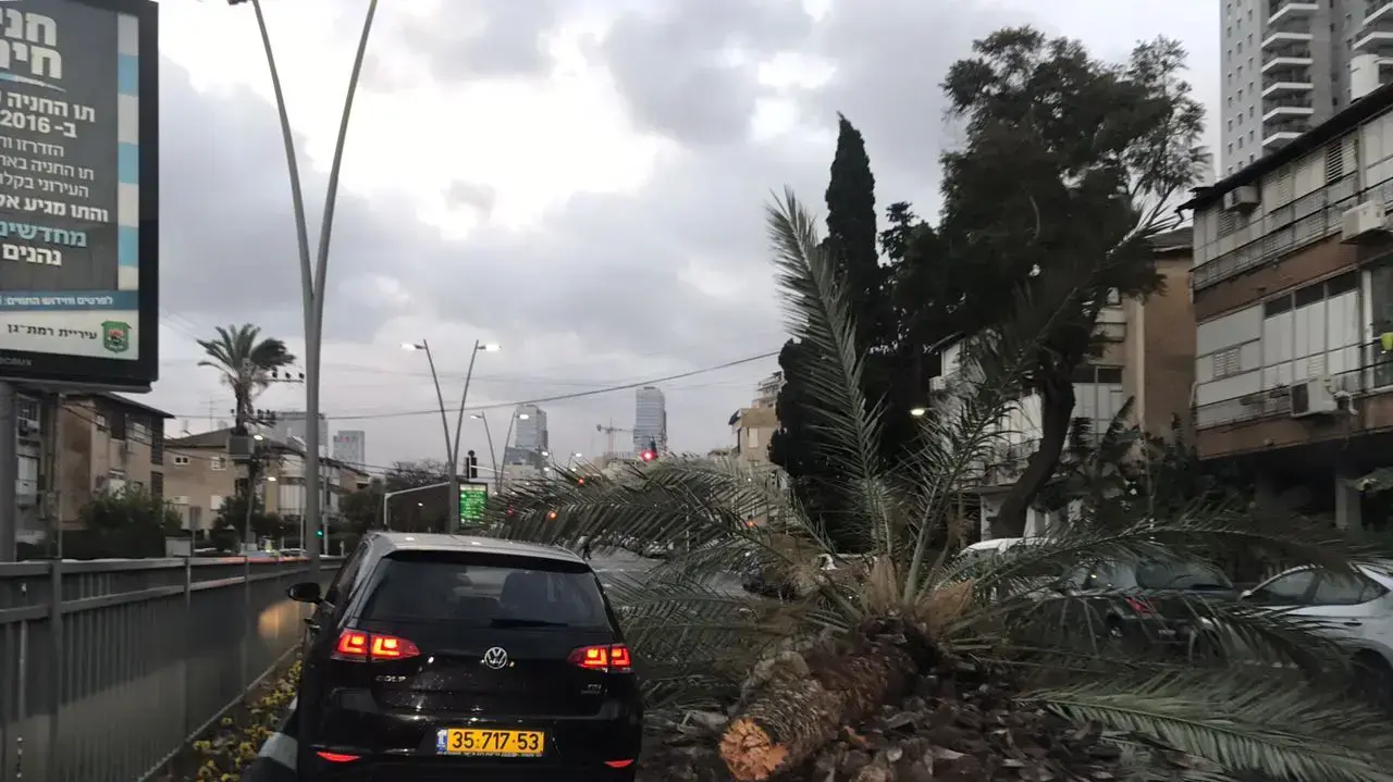 עץ שנפל ברחוב אבא הלל בתל אביב, 27 בינואר 2017 עץ שנפל ברחוב אבא הלל בתל אביב, 27 בינואר 2017