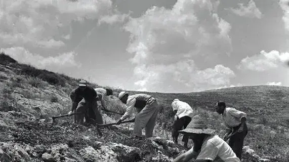 נטיעות בהרי הגלבוע, 1960 נטיעות בהרי הגלבוע, 1960