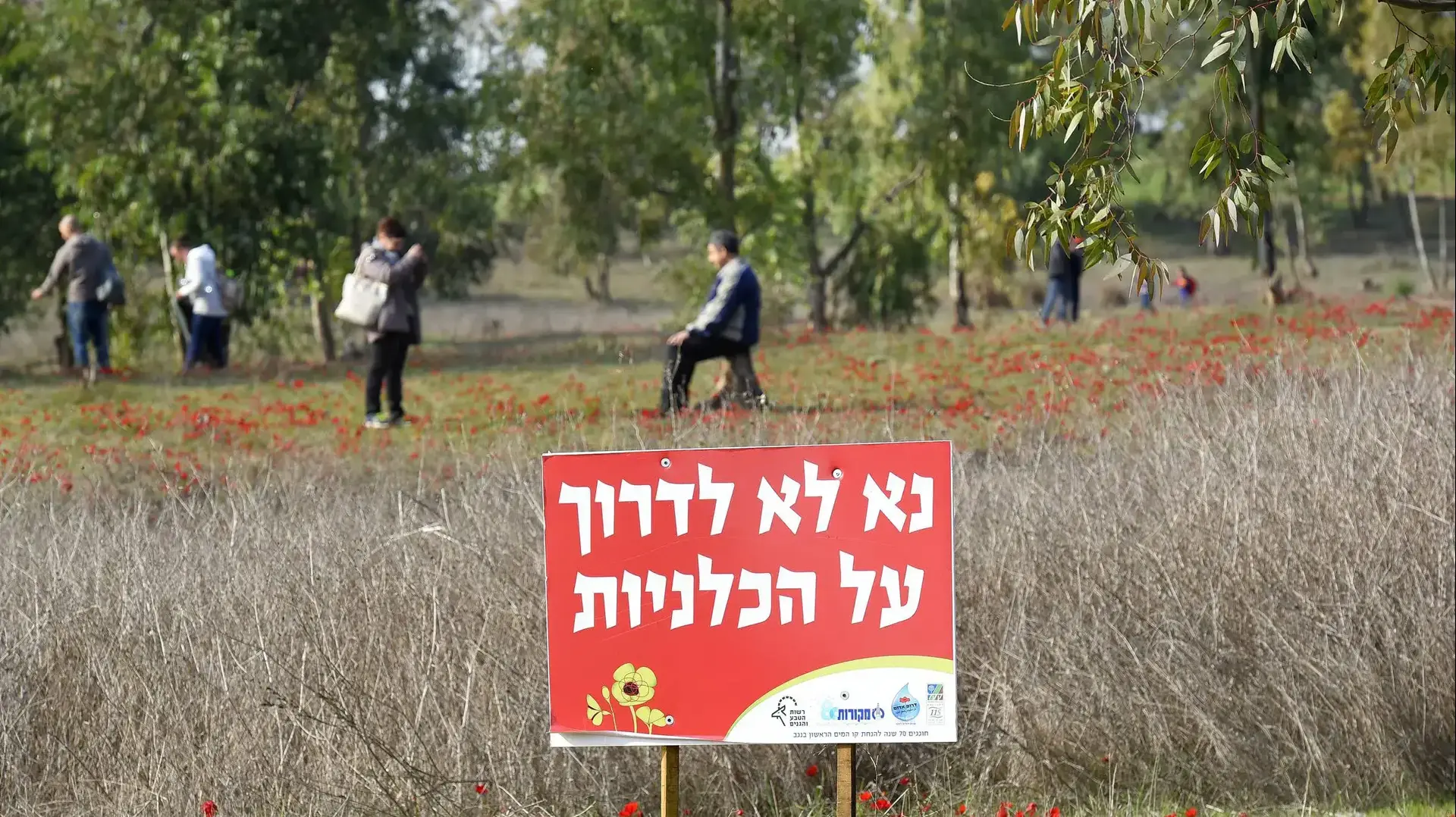מטיילים בשדה כלניות בשמורות הטבע פברואר 2017 מטיילים בשדה כלניות בשמורות הטבע פברואר 2017