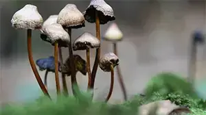אילוסטרציה אילוסטרציה