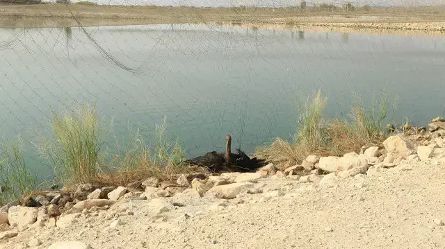 חסידות שחורות ברשתות בבריכות דגים בצפון הארץ. מרץ 2017 חסידות שחורות ברשתות בבריכות דגים בצפון הארץ. מרץ 2017