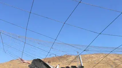 חסידות שחורות ברשתות בבריכות דגים בצפון הארץ. מרץ 2017 חסידות שחורות ברשתות בבריכות דגים בצפון הארץ. מרץ 2017