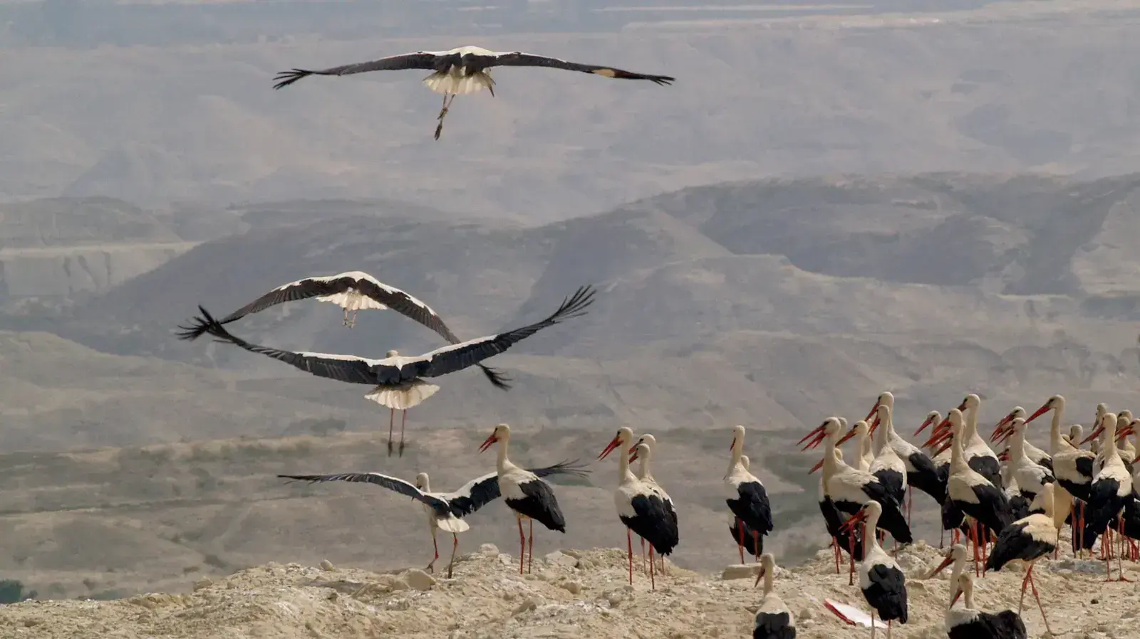 חגיגות האביב של בעלי החיים חגיגות האביב של בעלי החיים