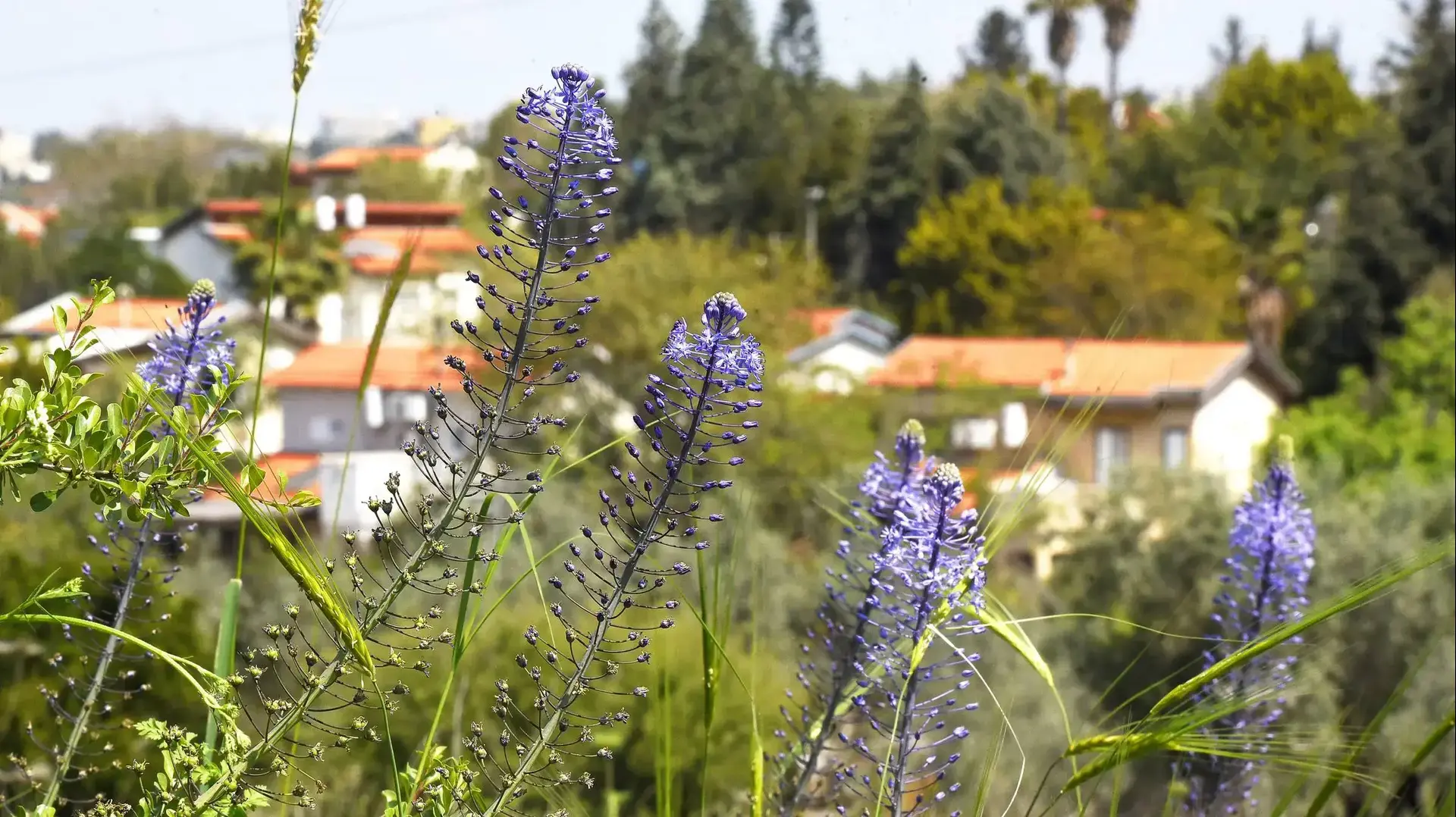 מטיילים ביער חורשים