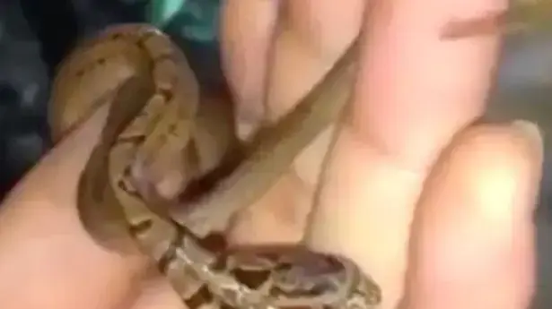 נחש עם שני ראשים נחש עם שני ראשים