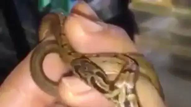 נחש עם שני ראשים נחש עם שני ראשים