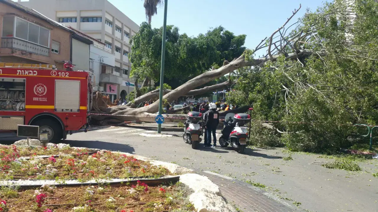 עץ קרס פגע באישה כבת 65 ברחוב המייסדים, כפר סבא. 5 באפריל 2017