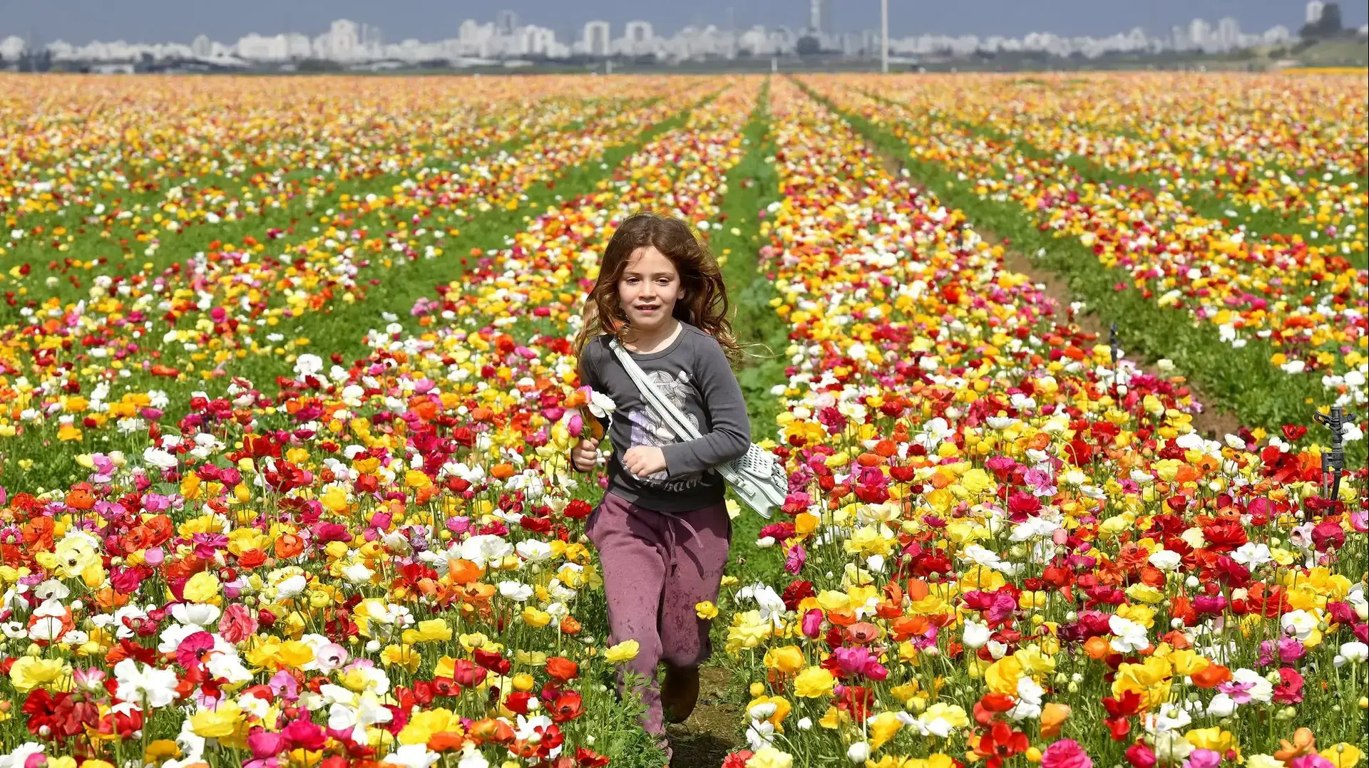 פריחת נוריות בחצור. 8 באפריל 2017 פריחת נוריות בחצור. 8 באפריל 2017