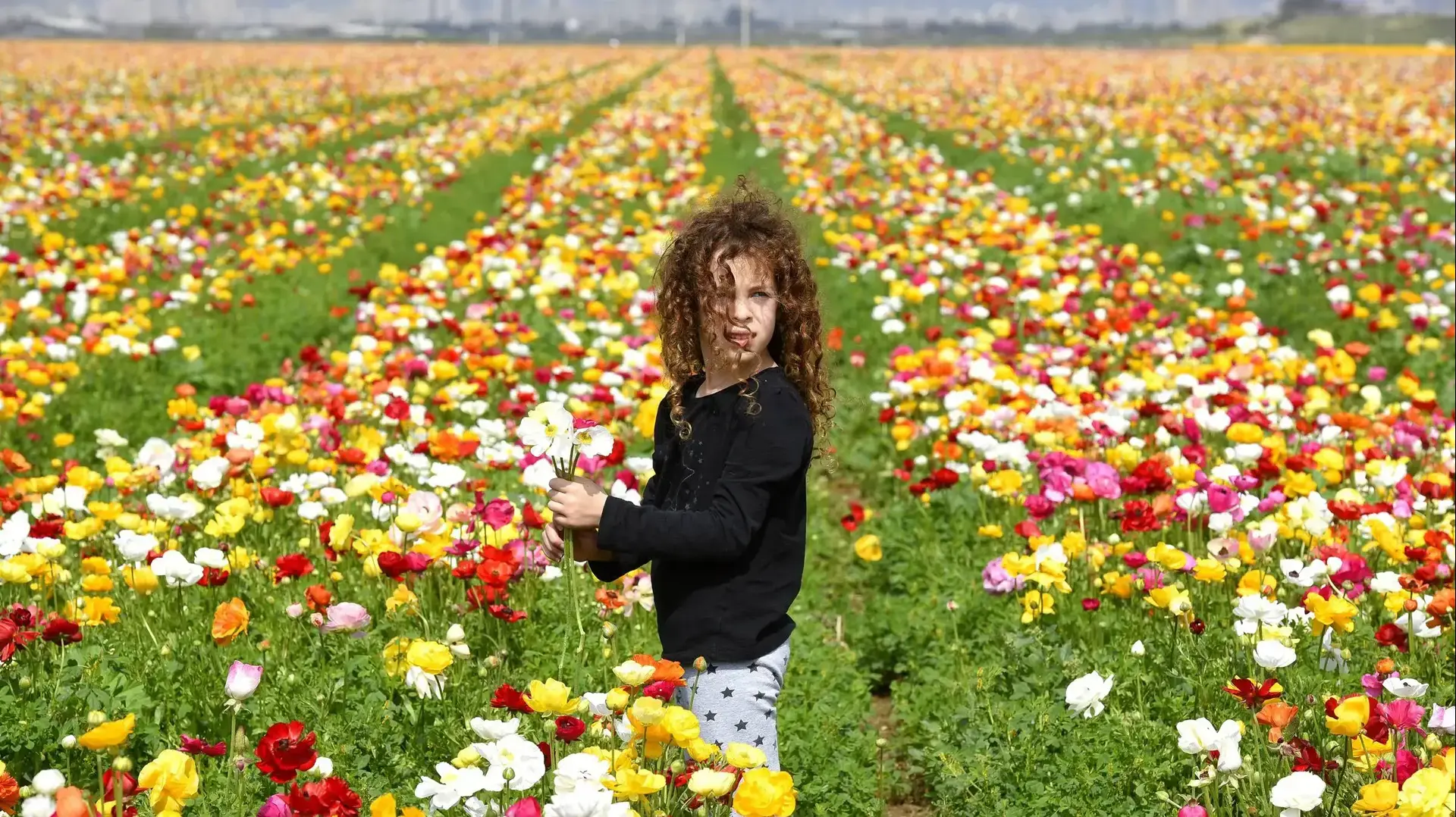 פריחת נוריות בחצור. 8 באפריל 2017