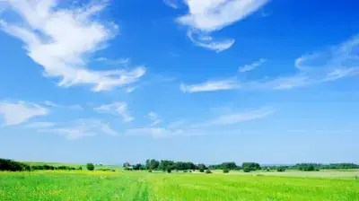 נוף של שמיים ועצים 