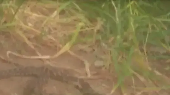 תלמידי כיתה ג' בבת ים גילו נחש צפע בחצר המשחקים בבית ספרם