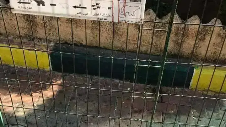 ידו של ילד בן 9 נקטעה על ידי דב בגן חיות בקלקיליה היום (שלישי) בצהריים ידו של ילד בן 9 נקטעה על ידי דב בגן חיות בקלקיליה היום (שלישי) בצהריים