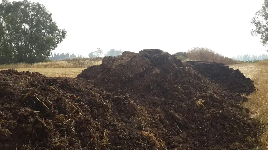 שטח חקלאי שבו פוזר זבל דישון שלא הוצנע כהלכה צפונית לרעננה 26 באפריל 2017 שטח חקלאי שבו פוזר זבל דישון שלא הוצנע כהלכה צפונית לרעננה 26 באפריל 2017