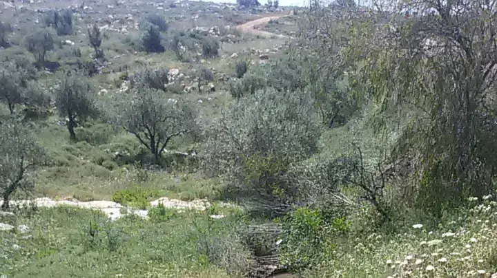 ביוב זורם מאזור התעשייה של עמנואל אל עבר מטעים ביוב זורם מאזור התעשייה של עמנואל אל עבר מטעים