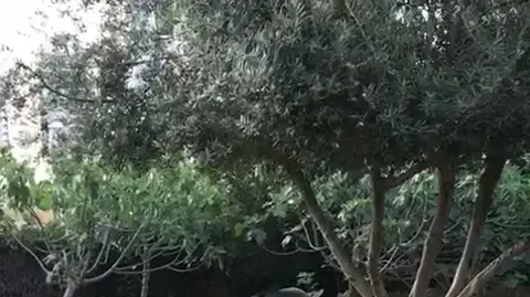 חזירי בר תועדו משוטטים בין הגינות הציבורית של קרית אונו וגני תקווה 11 ביוני 2017 חזירי בר תועדו משוטטים בין הגינות הציבורית של קרית אונו וגני תקווה 11 ביוני 2017