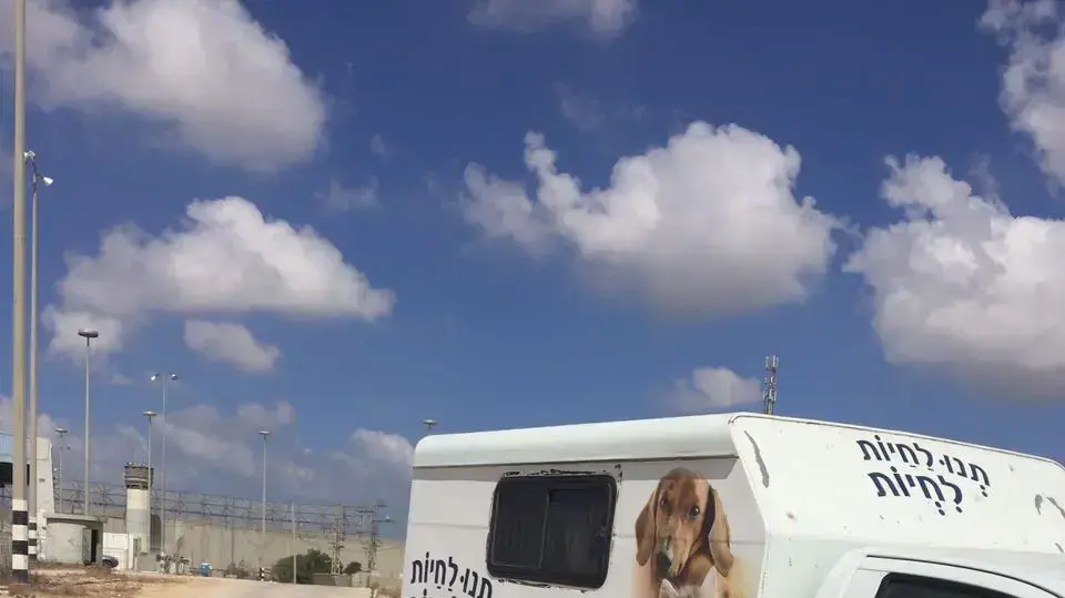 מעזה לישראל: חתולה עזתית הזקוקה לניתוח מציל חיים הועברה לטיפול חירום בישראל 25 ביוני 2017 מעזה לישראל: חתולה עזתית הזקוקה לניתוח מציל חיים הועברה לטיפול חירום בישראל 25 ביוני 2017