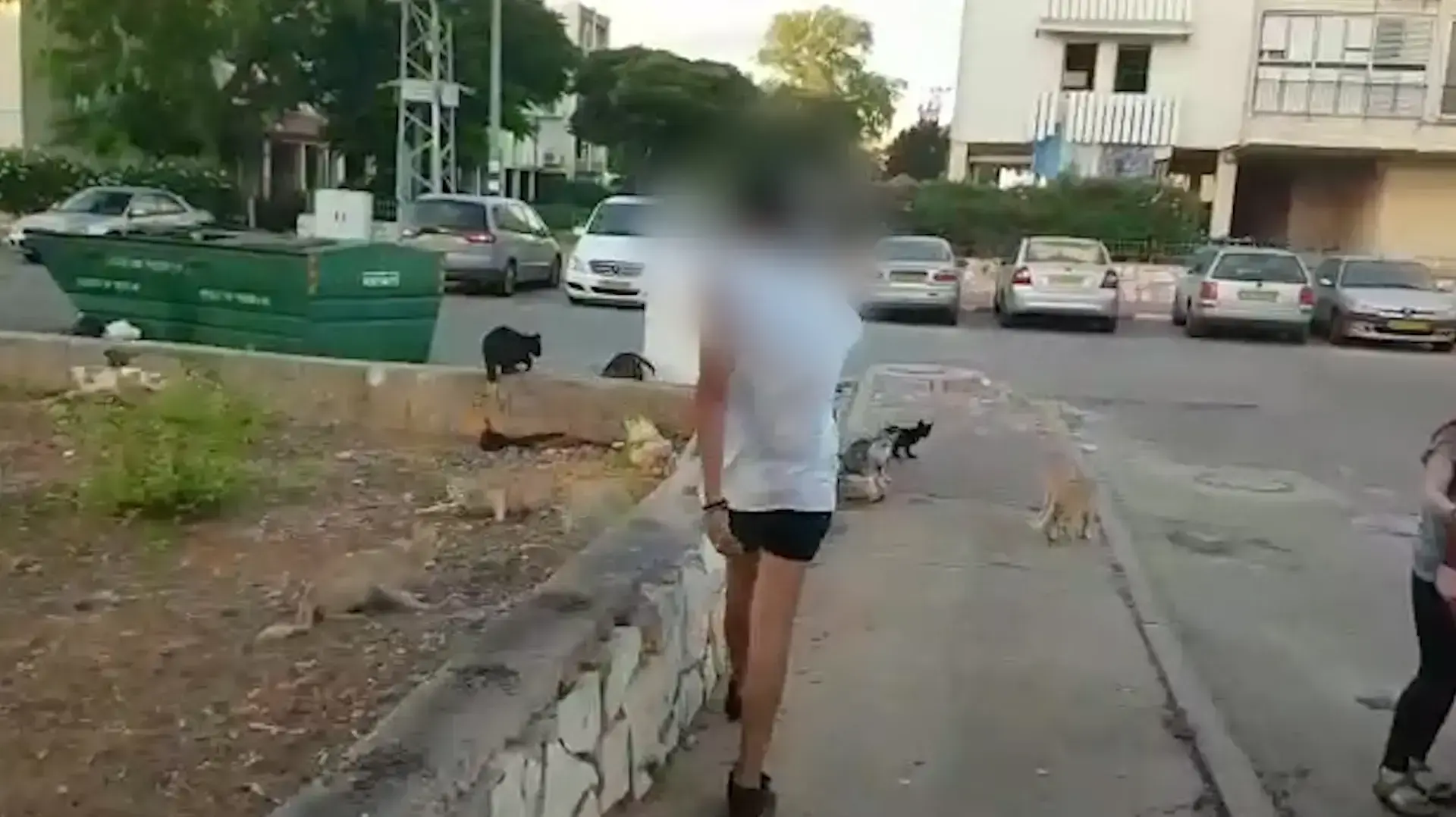 צעיר ריסס חתולי רחוב בחומר הדברה ותקף הנשים שהאכילו אותם 26 ביוני 2017 צעיר ריסס חתולי רחוב בחומר הדברה ותקף הנשים שהאכילו אותם 26 ביוני 2017