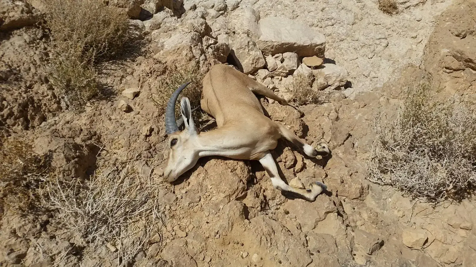 פגר של יעל בנחל אשלים לאחר זיהום הנחל על ידי חברת רותם אמפרט, 3 ביולי 2017 פגר של יעל בנחל אשלים לאחר זיהום הנחל על ידי חברת רותם אמפרט, 3 ביולי 2017