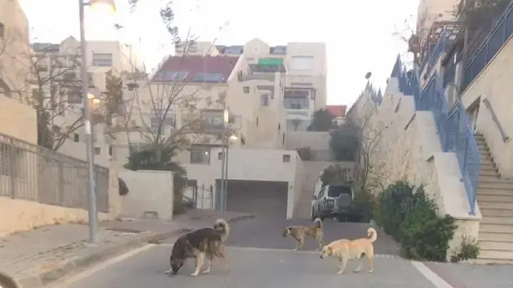 בלהה הברפלד, הותקפה על ידי כלבים בבית שמש 12 ביולי 2017 בלהה הברפלד, הותקפה על ידי כלבים בבית שמש 12 ביולי 2017