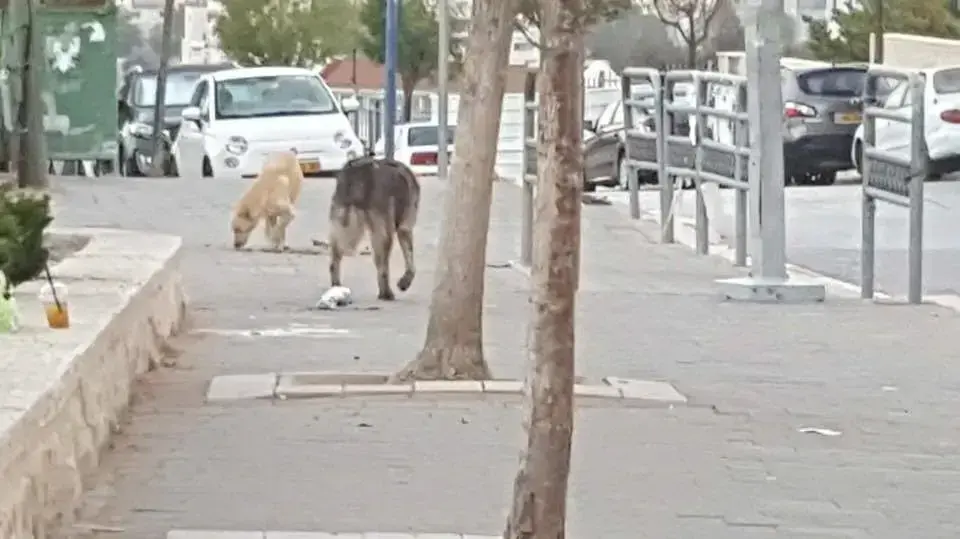 בלהה הברפלד, הותקפה על ידי כלבים בבית שמש 12 ביולי 2017 בלהה הברפלד, הותקפה על ידי כלבים בבית שמש 12 ביולי 2017