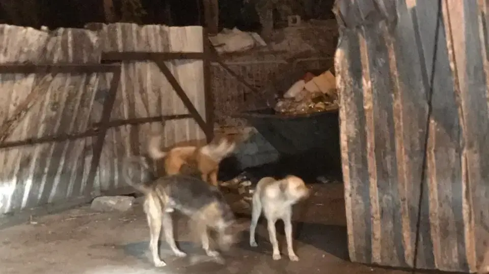 בלהה הברפלד, הותקפה על ידי כלבים בבית שמש 12 ביולי 2017 בלהה הברפלד, הותקפה על ידי כלבים בבית שמש 12 ביולי 2017