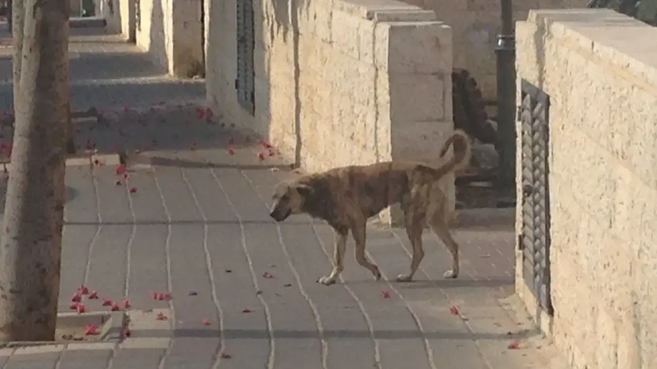 נשיכות כלבים בבית שמש 12 ביולי 2017 נשיכות כלבים בבית שמש 12 ביולי 2017