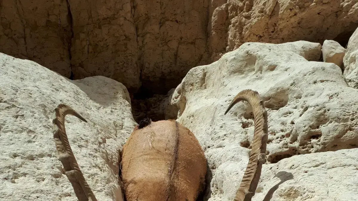 אותרו שתי גופות יעלים נוספות בנחל אשלים שבנגב, 15 ביולי 2017