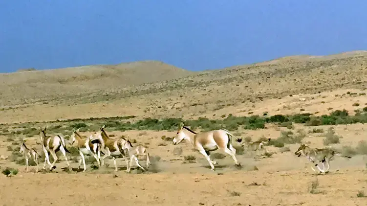 זאבים במרדף אחרי פראים באזור מצפה רמון, אוגוסט 2018