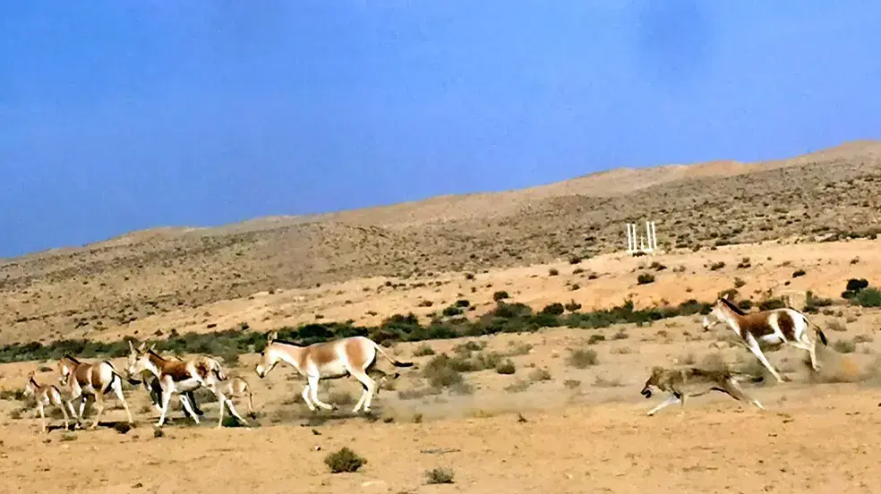 זאבים במרדף אחרי פראים באזור מצפה רמון, אוגוסט 2018 זאבים במרדף אחרי פראים באזור מצפה רמון, אוגוסט 2018