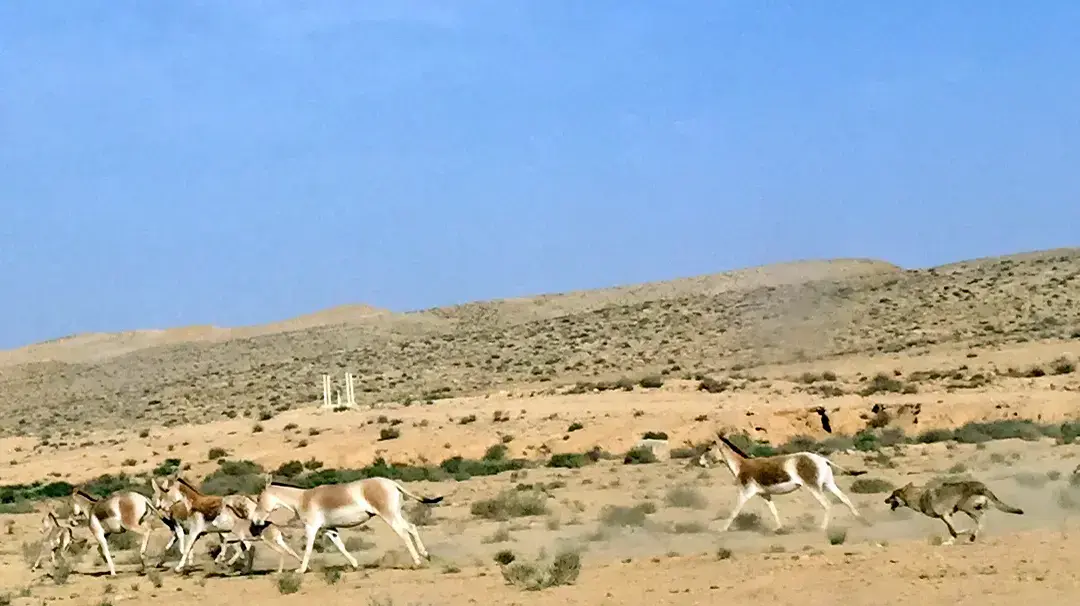 זאבים במרדף אחרי פראים באזור מצפה רמון, אוגוסט 2018 זאבים במרדף אחרי פראים באזור מצפה רמון, אוגוסט 2018