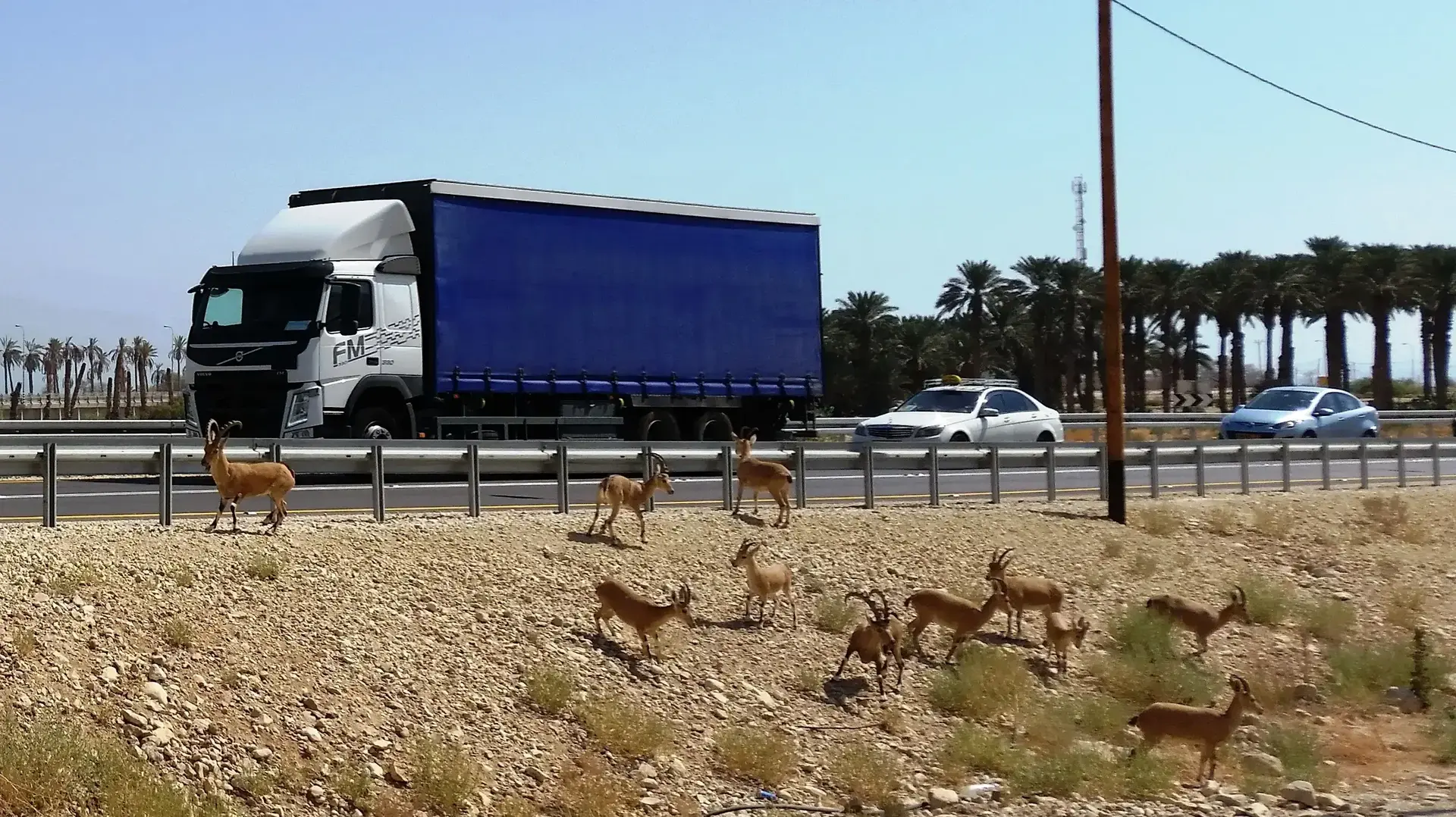 תמונות לכתבה של עדי חשמונאי על היעלים בעין גדי 28.8.17 תמונות לכתבה של עדי חשמונאי על היעלים בעין גדי 28.8.17