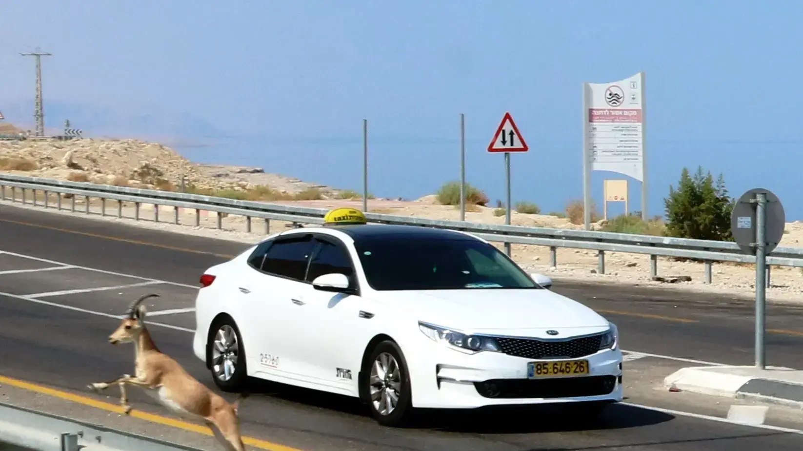 תמונות לכתבה של עדי חשמונאי על היעלים בעין גדי 28.8.17 תמונות לכתבה של עדי חשמונאי על היעלים בעין גדי 28.8.17