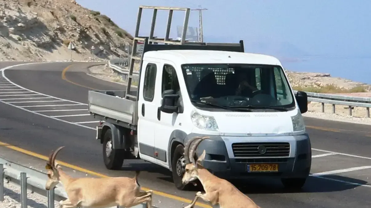 תמונות לכתבה של עדי חשמונאי על היעלים בעין גדי 28.8.17 תמונות לכתבה של עדי חשמונאי על היעלים בעין גדי 28.8.17