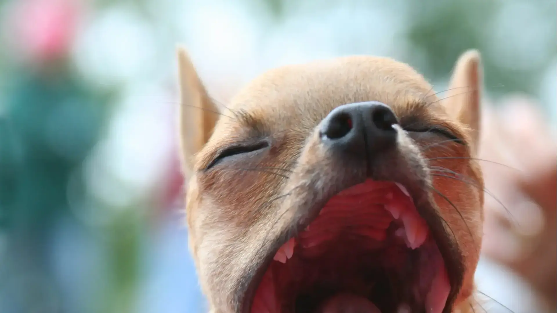 כלב מפהק