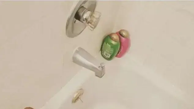 כרישה באמבטיה כרישה באמבטיה