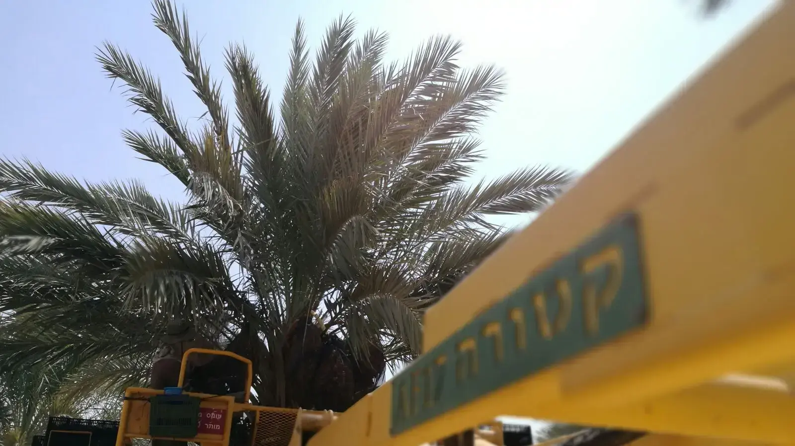 האירוע החקלאי של השנה: תמרים בערבה 5.9.17 האירוע החקלאי של השנה: תמרים בערבה 5.9.17